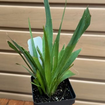 ERYNGIUM YUCCIFOLIUM- 3.5″ Pot