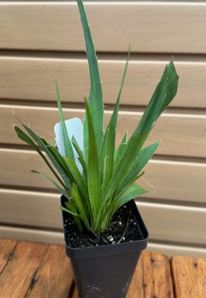 ERYNGIUM YUCCIFOLIUM- 3.5″ Pot