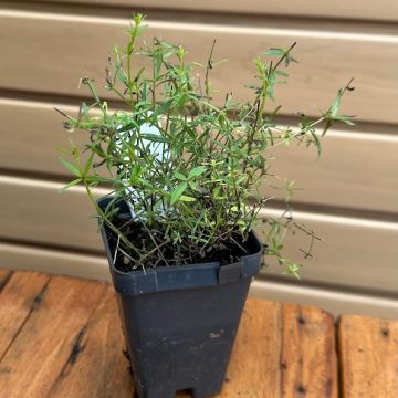 GALIUM BOREALE- 3.5″ Pot