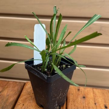 LIATRIS ASPERA- 3.5″ Pot