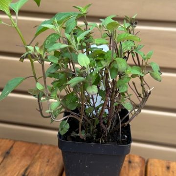 MONARDA FISTULOSA- 3.5″ Pot