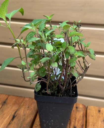 MONARDA FISTULOSA- 3.5″ Pot