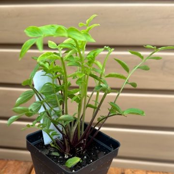 POLEMONIUM REPTANS- 3.5″ Pot