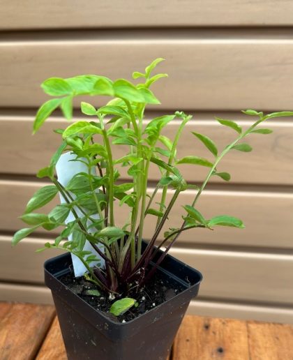 POLEMONIUM REPTANS- 3.5″ Pot