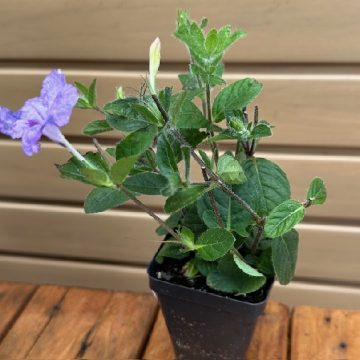 RUELLIA HUMILIS- 3.5″ Pot