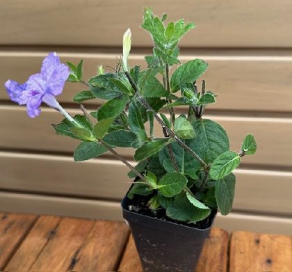 RUELLIA HUMILIS- 3.5″ Pot