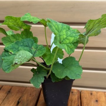 TIARELLA CORDIFOLIA- 3.5″ Pot