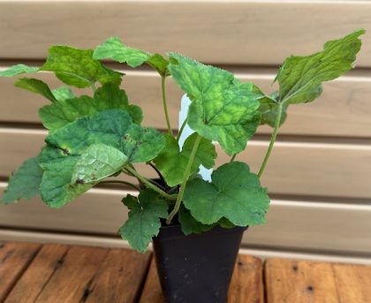 TIARELLA CORDIFOLIA- 3.5″ Pot