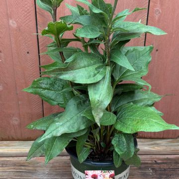 Echinacea 'Fresco® Apricot', Size #1