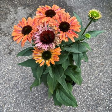 Echinacea 'Fresco® Apricot', Size #1