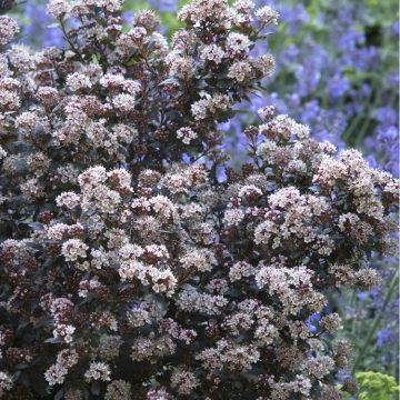 LITTLE JOKER® NINEBARK, SIZE #2