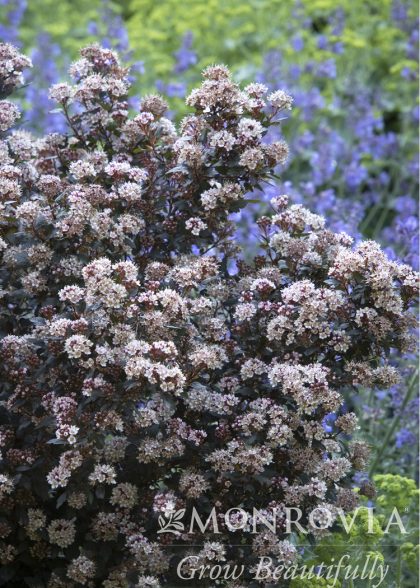 product-1190-1759492884-MO425782