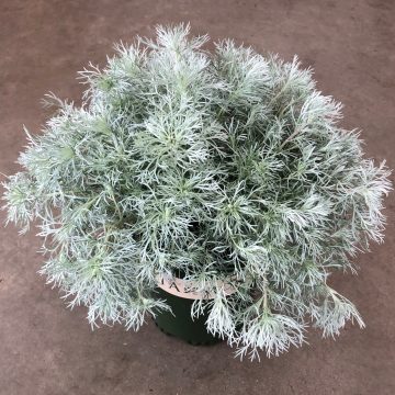 ARTEMISIA 'SILVER MOUND', SIZE #1