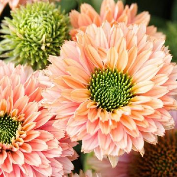 ECHINACEA 'SUNSEEKERS™ PUMPKIN PIE', SIZE #1