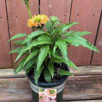 Echinacea 'Sunseekers™ Pumpkin Pie', Size #1