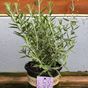 Perovskia atriplicifolia, Size #1