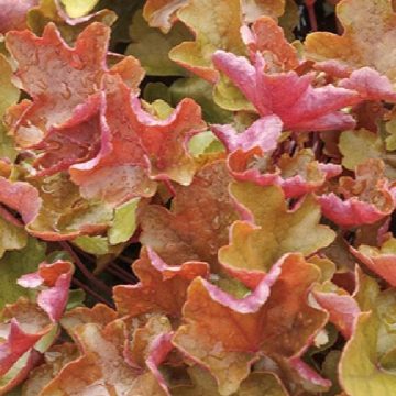 HEUCHERA 'SIENNA SUNRISE®', SIZE #1