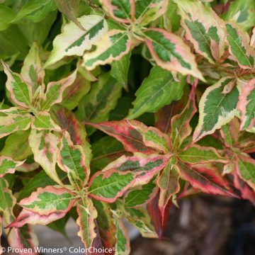 MY MONET® WEIGELA, SIZE #2