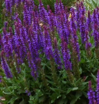 SALVIA 'LITTLE NIGHT', SIZE #1