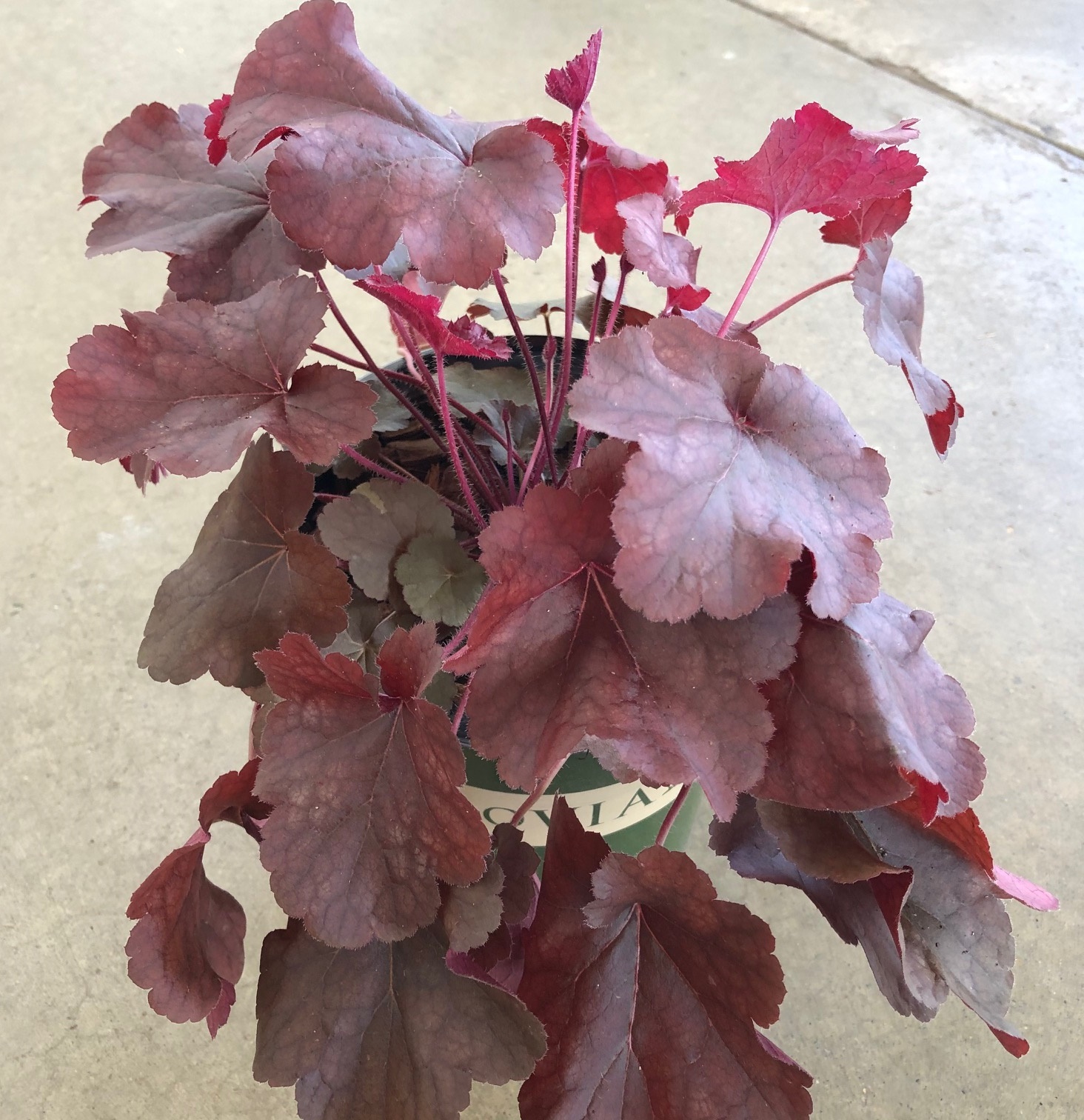 product-11905-1759493462-mo438651