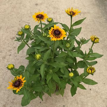 Rudbeckia 'Denver Daisy' - 7.5" Pot
