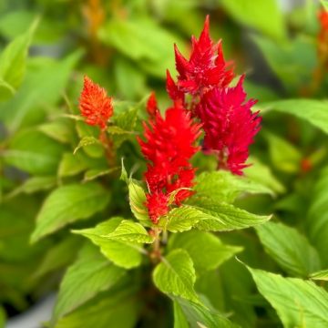 Celosia ‘Bright Sparks™ Scarlet Shades’ – 6″ Pot