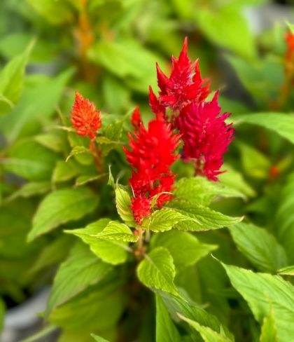 Celosia ‘Bright Sparks™ Scarlet Shades’ – 6″ Pot