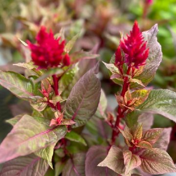 Celosia ‘New Look’ – 6″ Pot