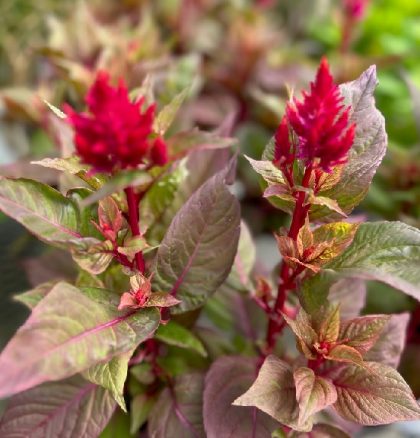 Celosia ‘New Look’ – 6″ Pot