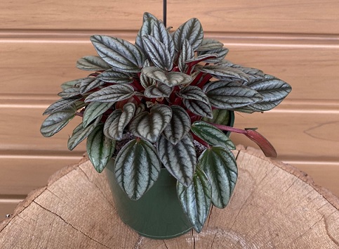 product-119071-1759497921-PEPP4R