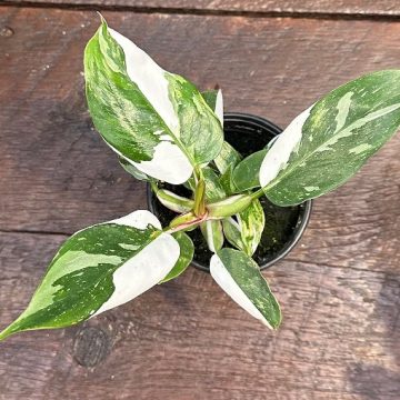 Philodendron ‘White Princess’ – 4″