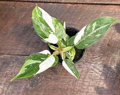 Philodendron ‘White Princess’ – 4″