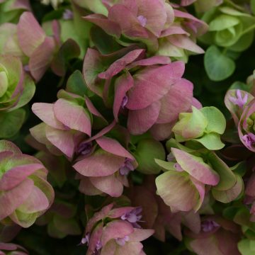 Ornamental Oregano 'Kirigami' - 4 1/3" pot