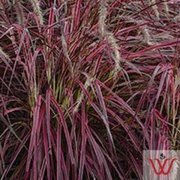 Pennisetum Fireworks- 4 1/3" Pot