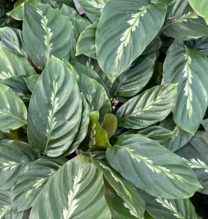 CALATHEA ‘MAUI QUEEN’ – 6″