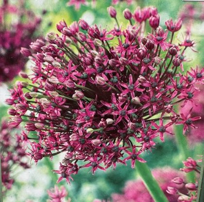 ALLIUM ‘MAGIC’- 2 BULBS PER PACKAGE