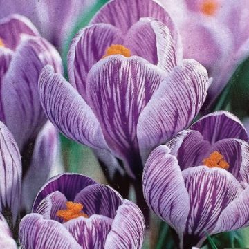 CROCUS ‘PICKWICK’- 12 BULBS PER PACKAGE