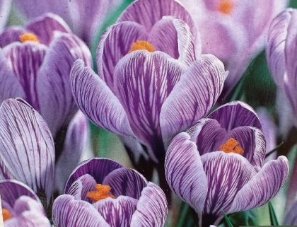 CROCUS ‘PICKWICK’- 12 BULBS PER PACKAGE