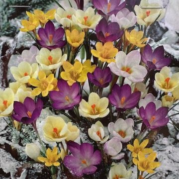 CROCUS ‘SNOW CROCUS MIXTURE’- 18 BULBS PER PACKAGE