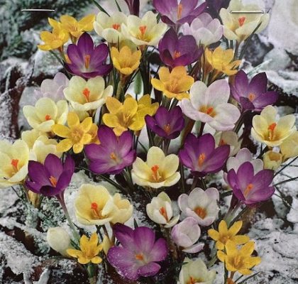 CROCUS ‘SNOW CROCUS MIXTURE’- 18 BULBS PER PACKAGE