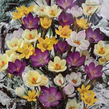 Crocus 'SNOW CROCUS MIXTURE'- 25 Bulbs Per Package