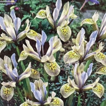 IRIS ‘KATHARINE HODGKIN’- 10 BULBS PER PACKAGE