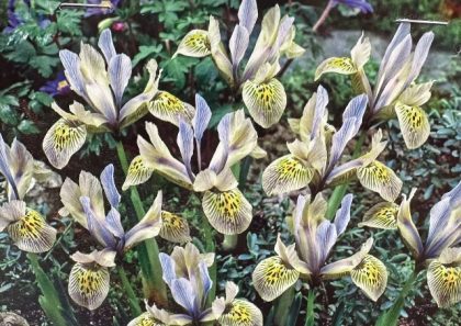 IRIS ‘KATHARINE HODGKIN’- 10 BULBS PER PACKAGE