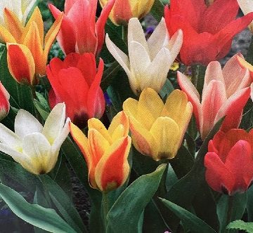 TULIP 'VALENTINE MIX' - 10 BULBS PER PACKAGE