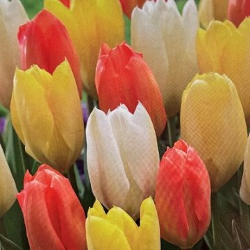 TULIP ‘RETRO TULIP MIX’ – 10 BULBS PER PACKAGE