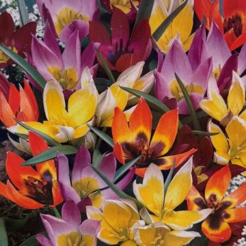 Tulip ‘Wildflower Mixture’ – 15 Bulbs Per Package