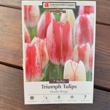 TULIP 'MOULIN ROUGE'- 7 BULBS PER PACKAGE