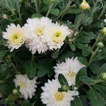 Fall Mum, White- 4.5" Pot