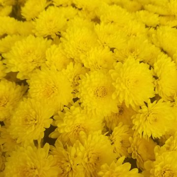 Fall Mum, Yellow/ Gold- 4.5" Pot