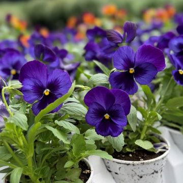 Pansy Matrix® Denim- 4 1/3" Pot